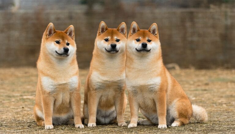 Shib Coin Price INR: Live Shiba Inu Coin Value Today in India