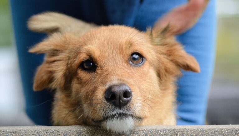 PAWS Adoption Center Pets Available for Adoption | PAWS Listing Date